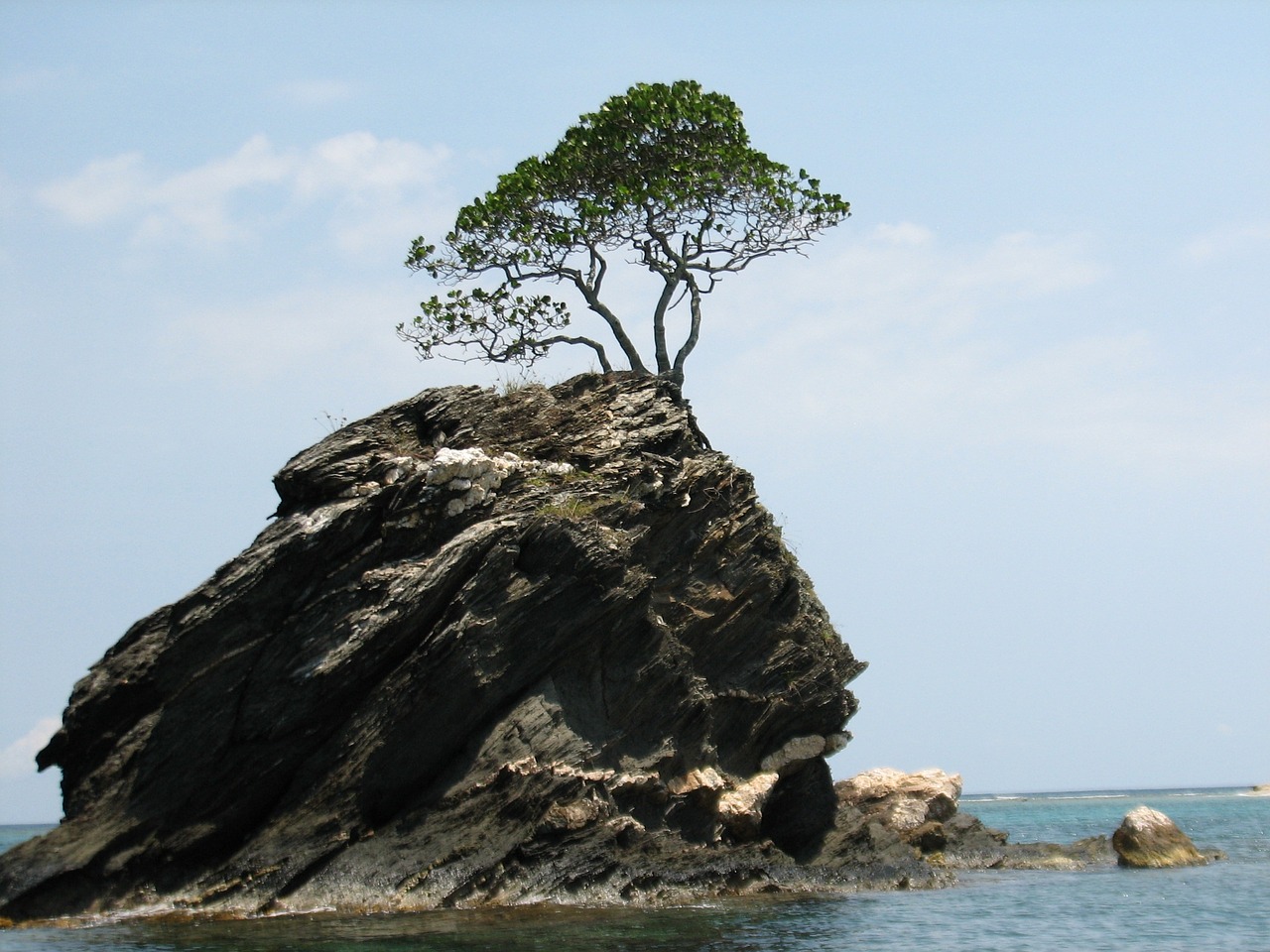 tree alone rock free photo