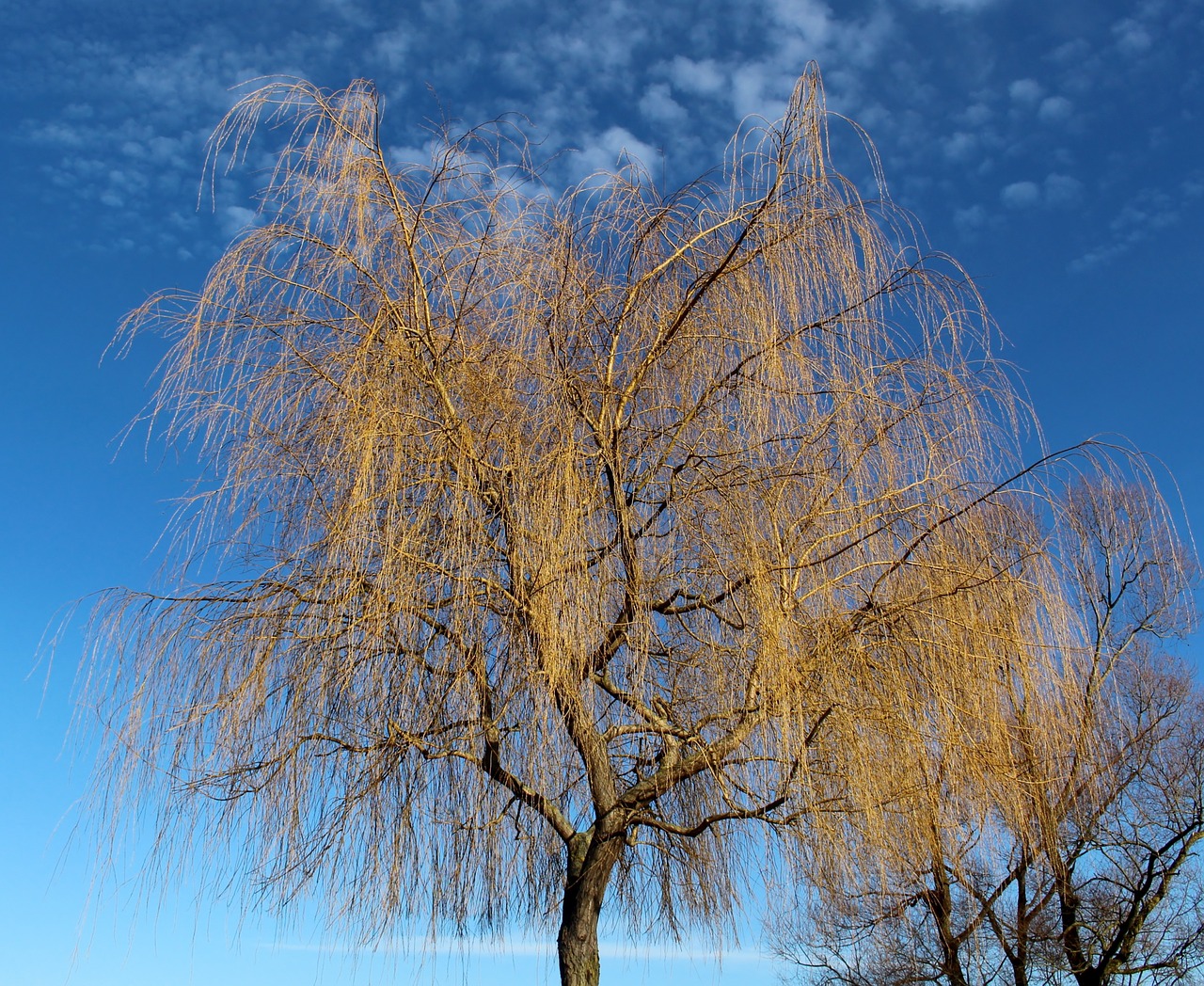 tree pasture weeping willow free photo