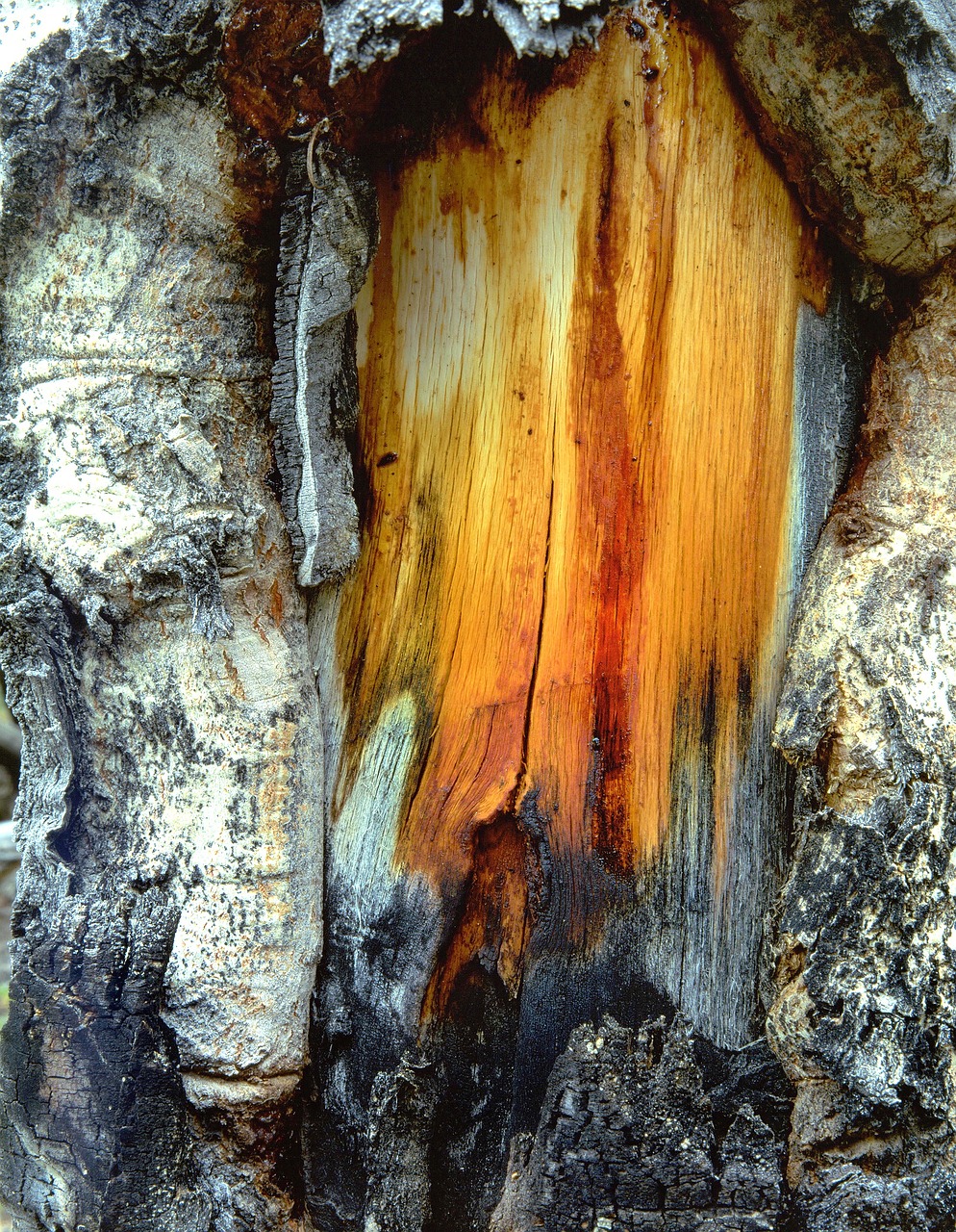 tree trunk wood free photo
