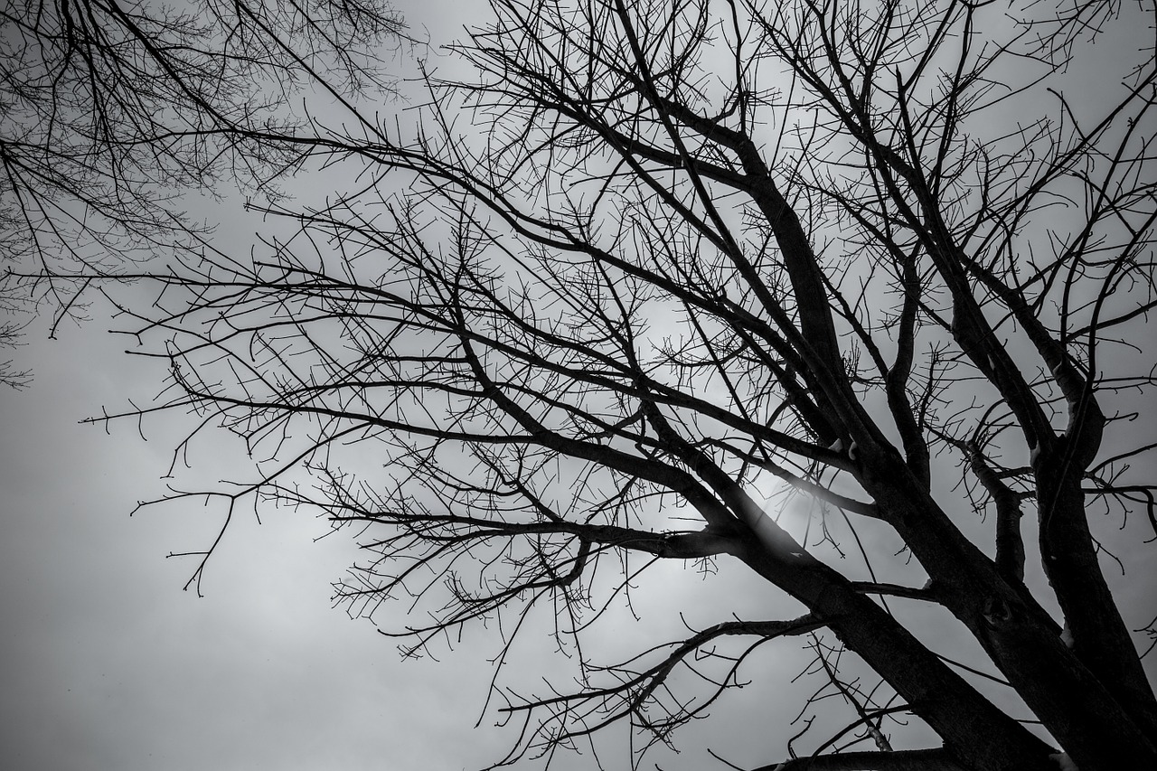 tree winter japan free photo