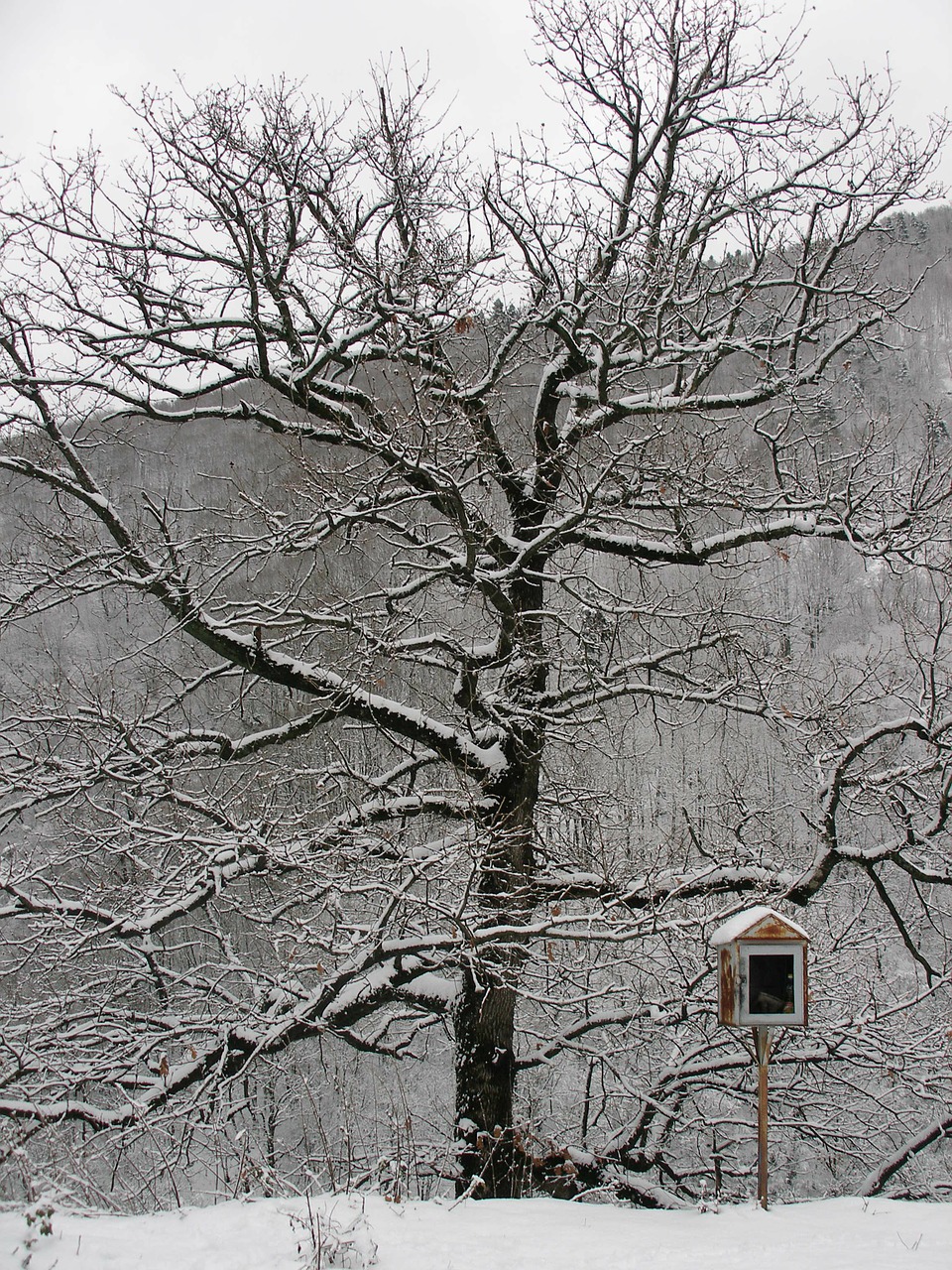 tree winter snow free photo