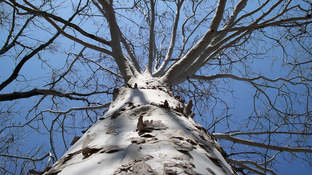 tree sky nature free photo