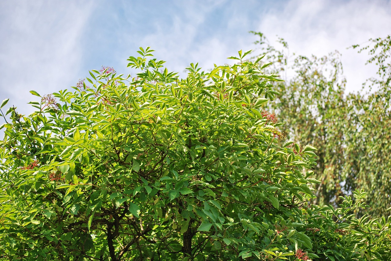 tree green foliage free photo