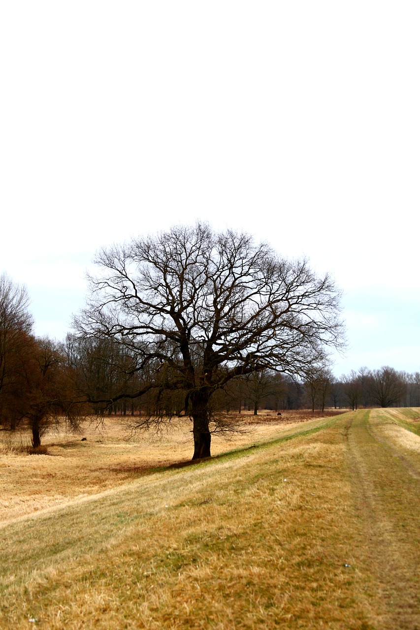 tree field landscape free photo