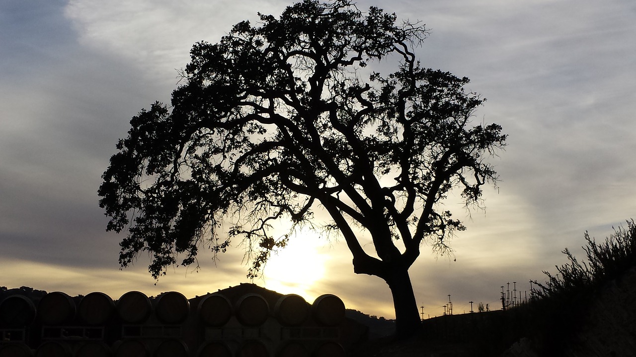 tree sunset landscape free photo