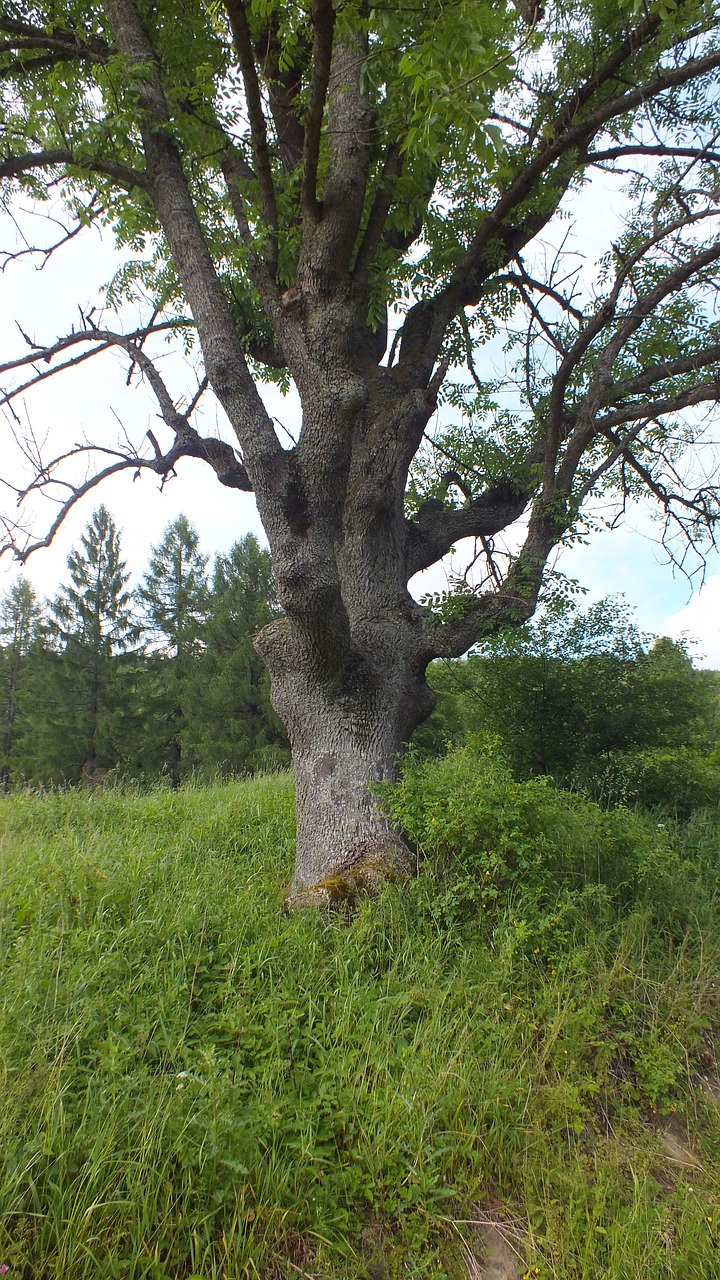 tree nature foliage free photo