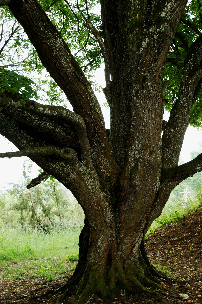 tree nature log free photo