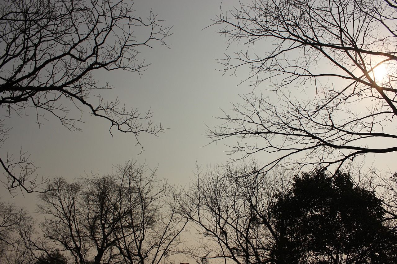 tree the scenery dead leaves free photo