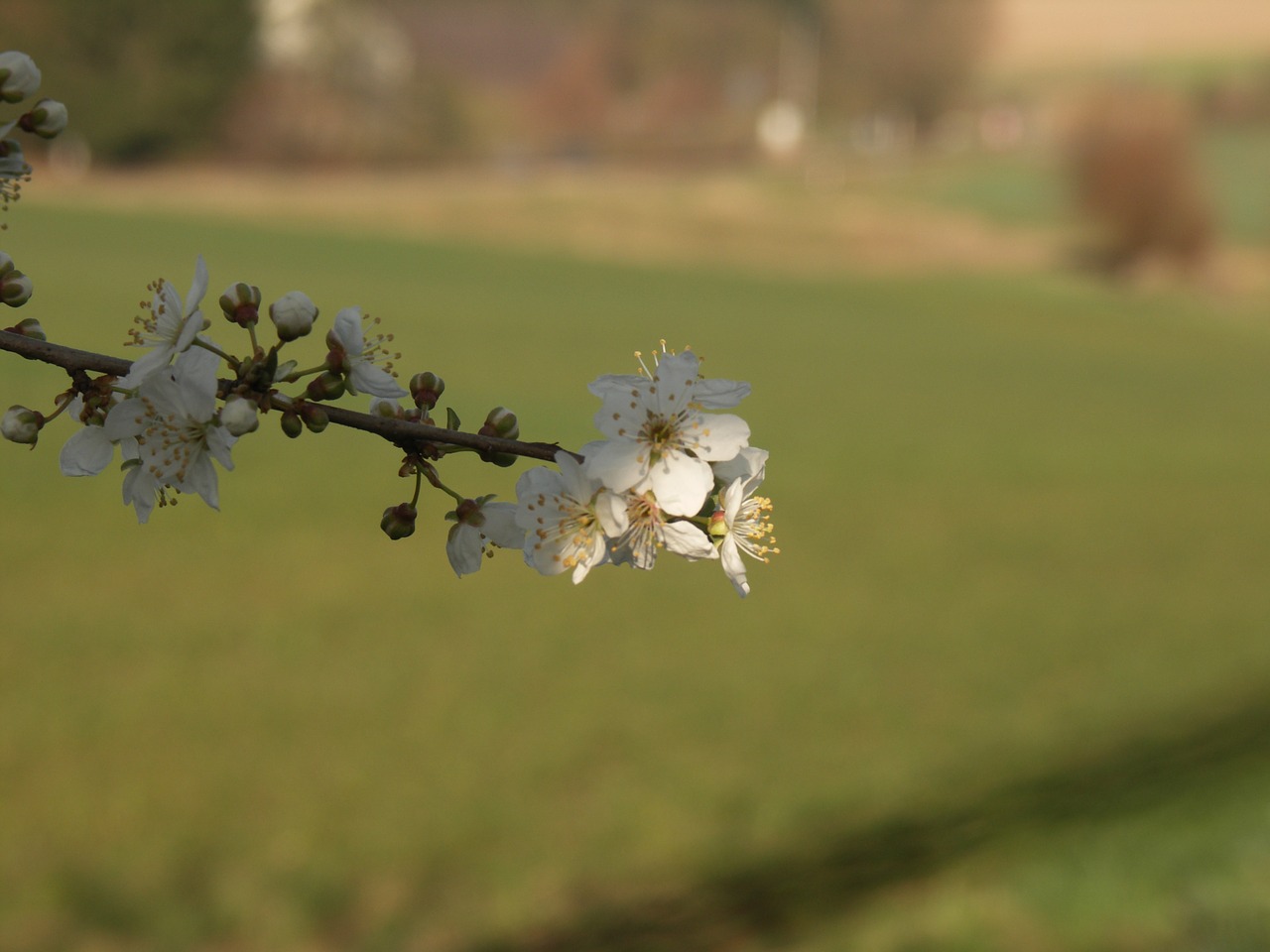 tree nature spring free photo