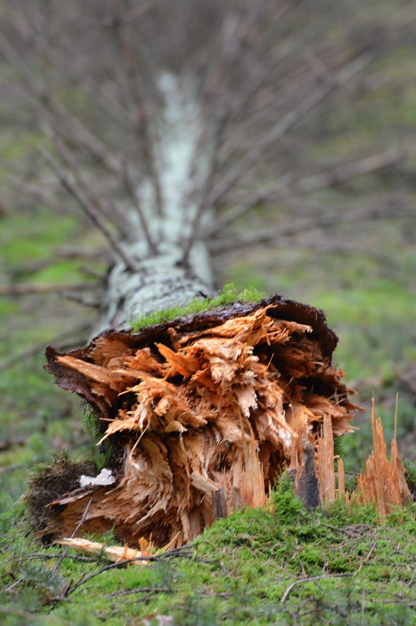 tree nature wood free photo