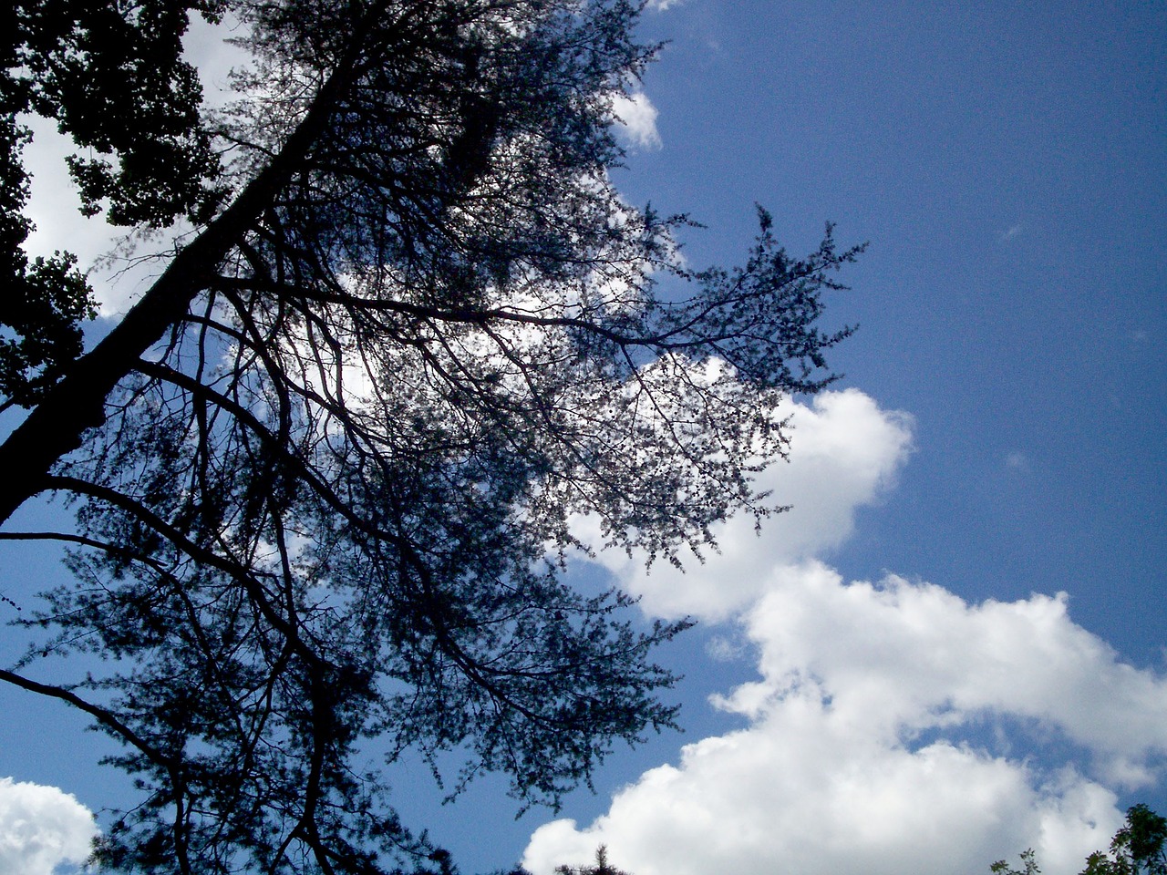 tree cloud scenic free photo