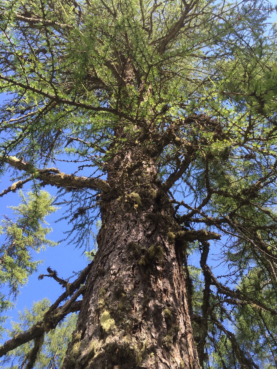 tree plant nature free photo