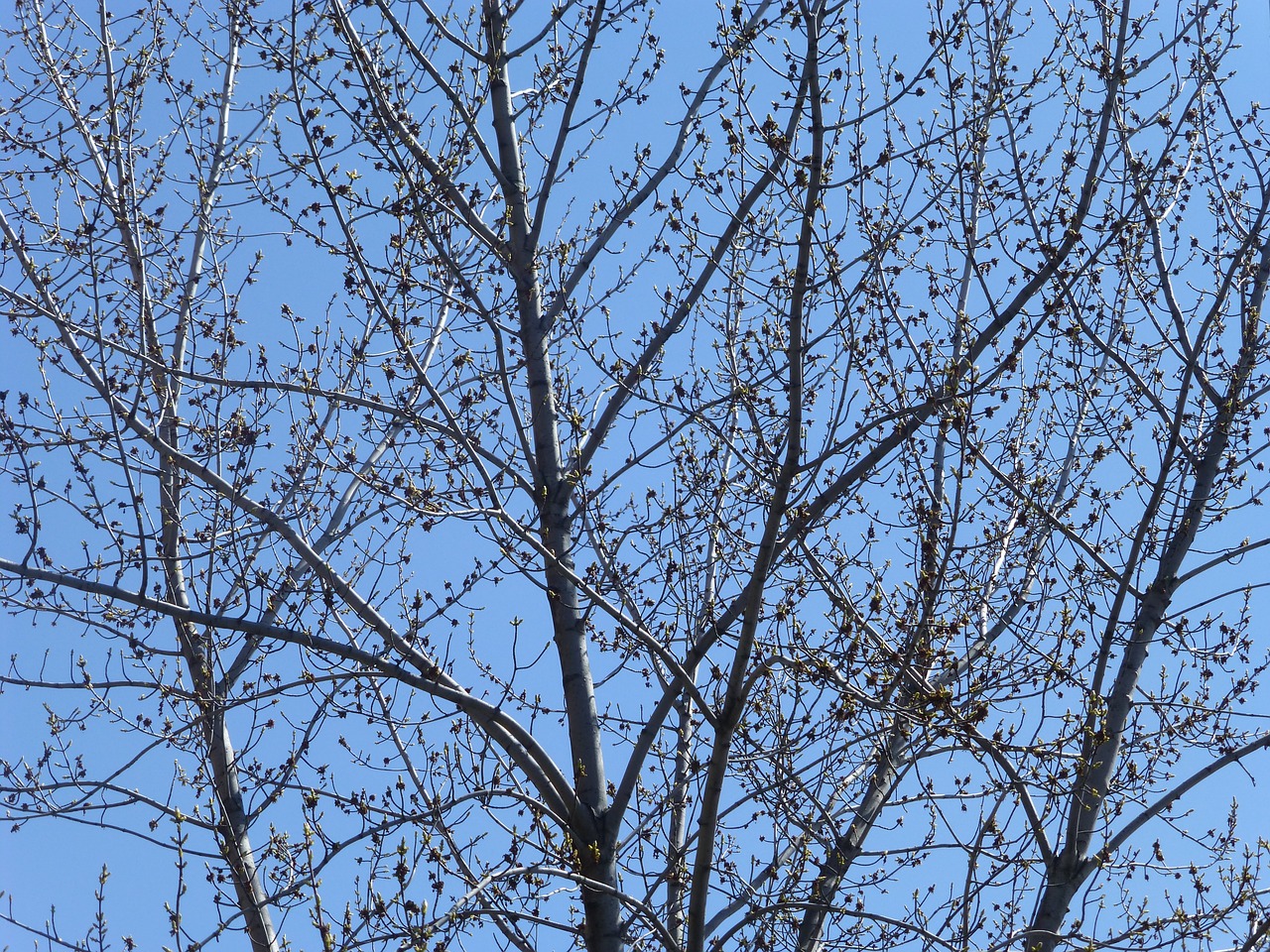 tree growth branch free photo