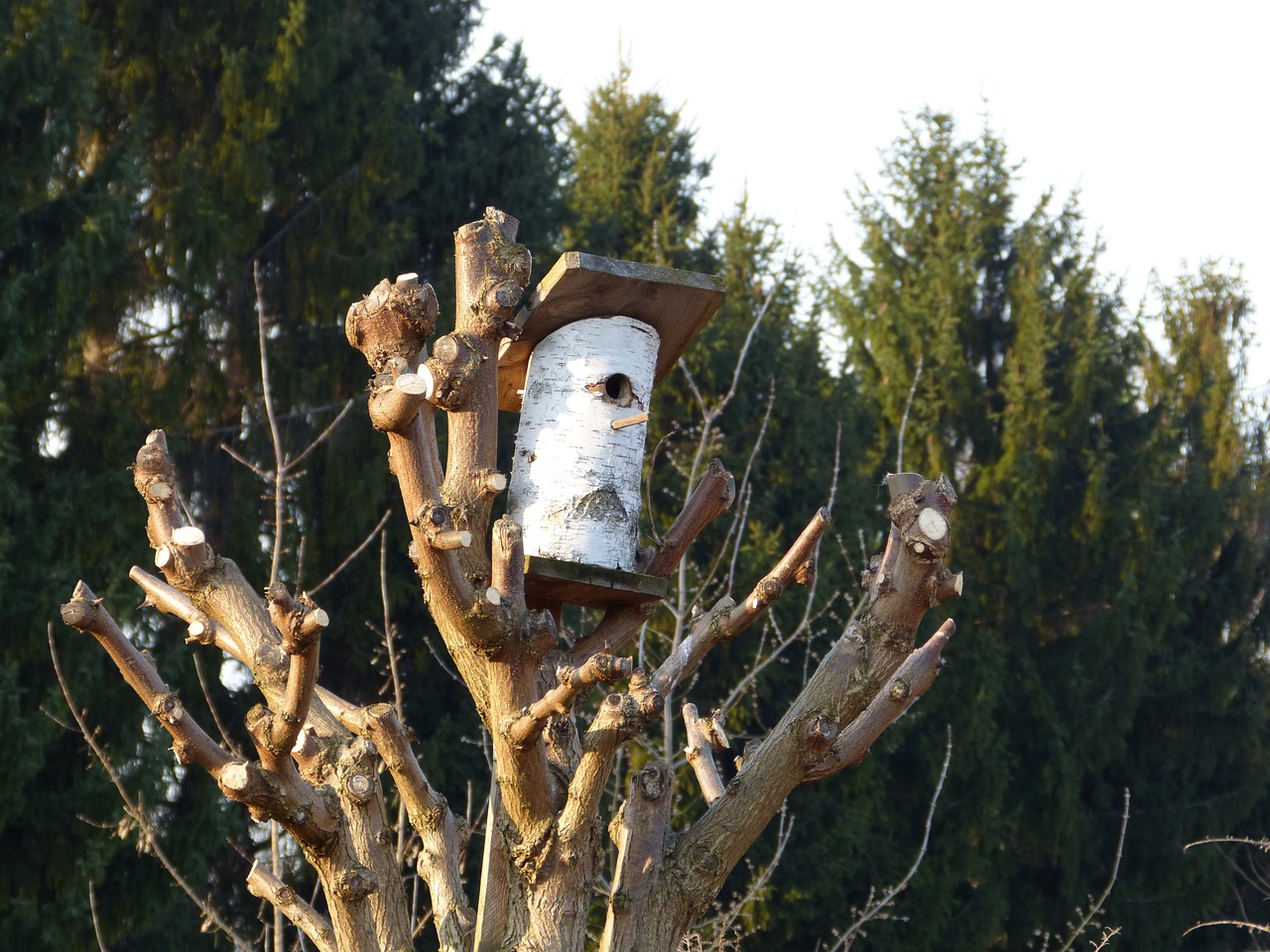 tree nest aviary free photo