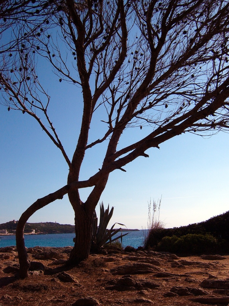 tree water sky free photo