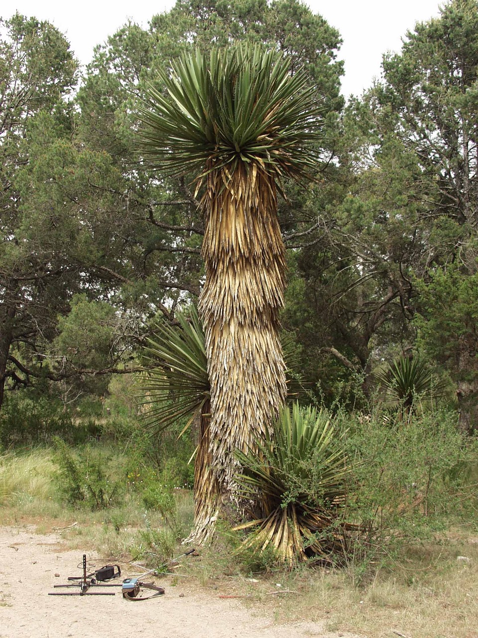 tree nature palma free photo