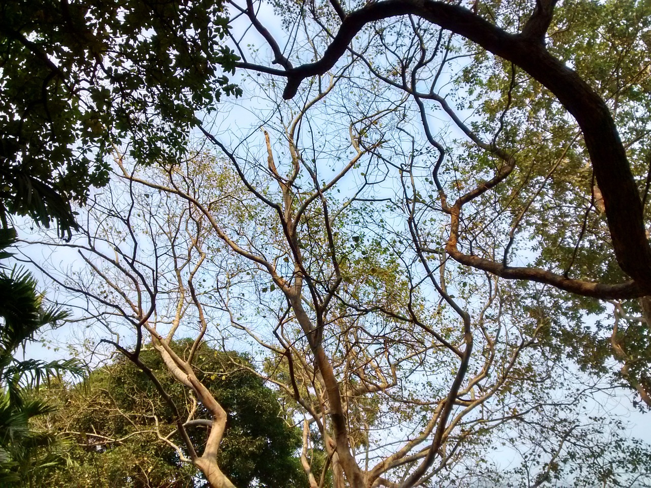 tree branches forest free photo