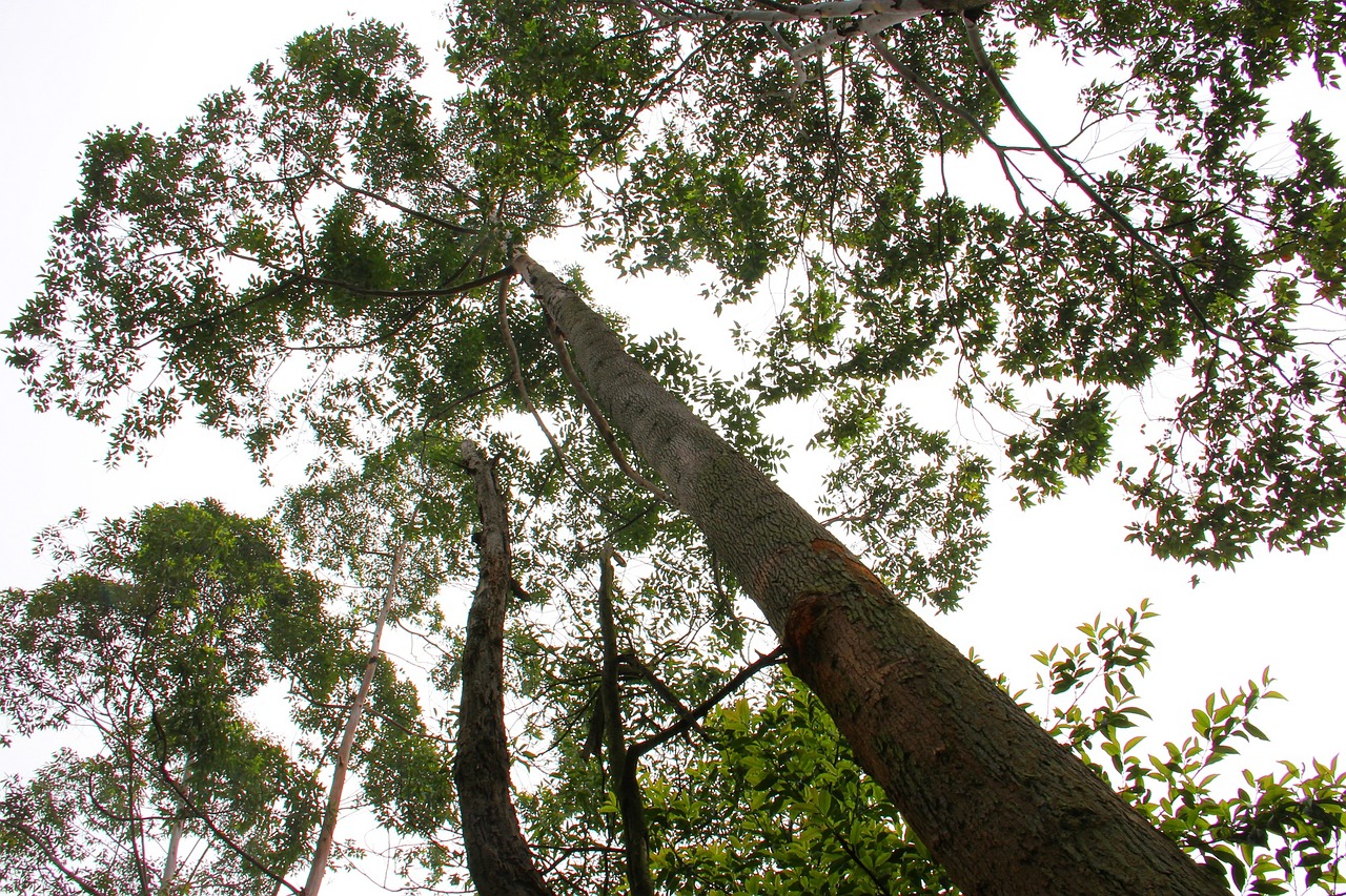 tree the scenery look free photo