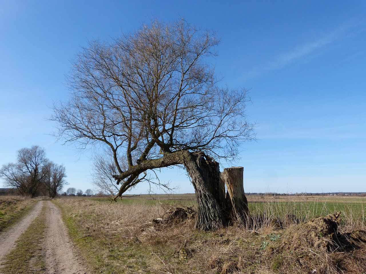 tree lightning weft landscape free photo