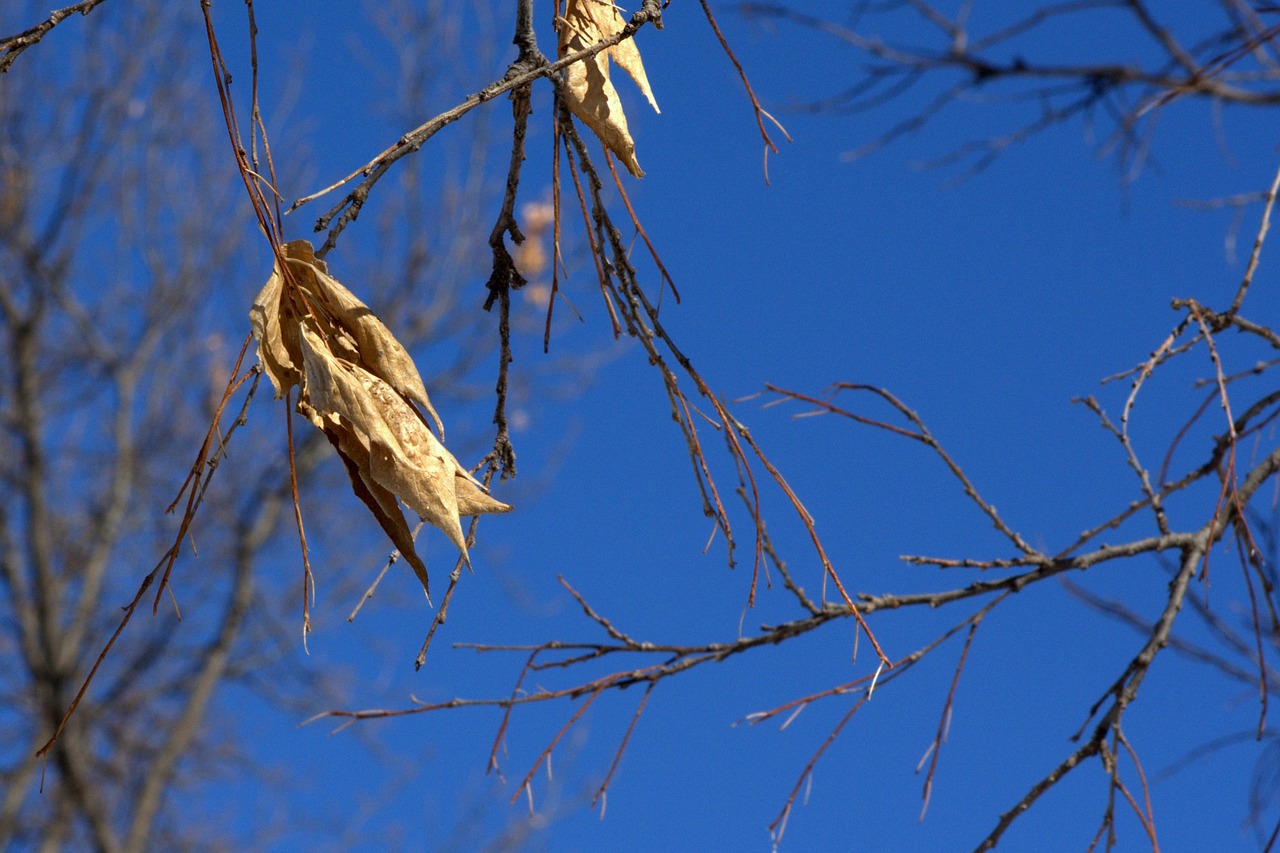 tree leaf sky free photo