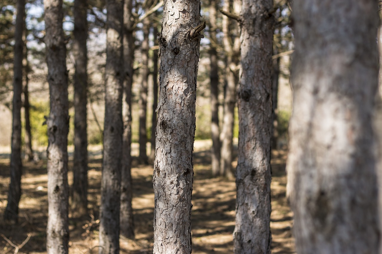 tree mountain nature free photo