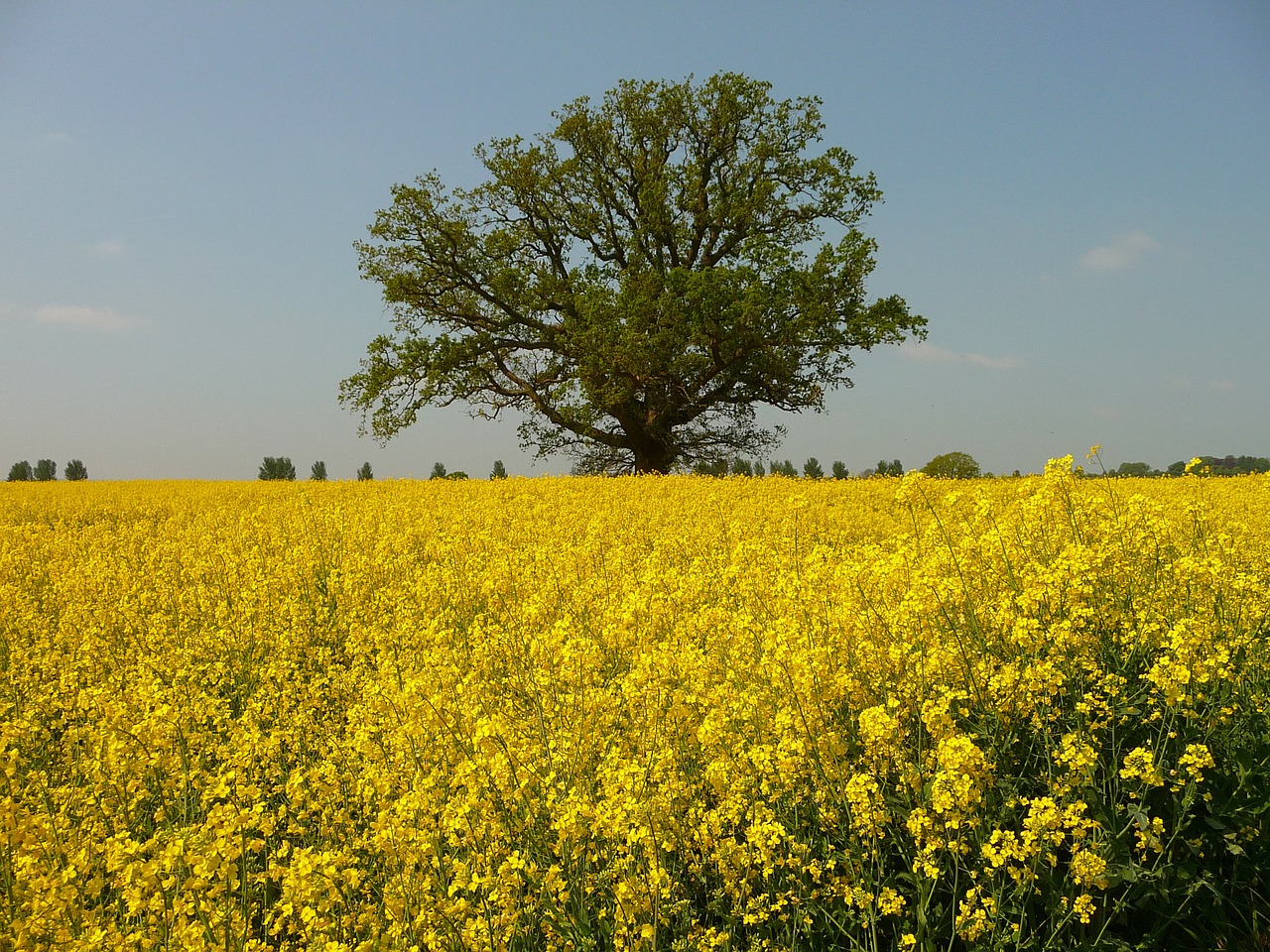 tree field landscape free photo