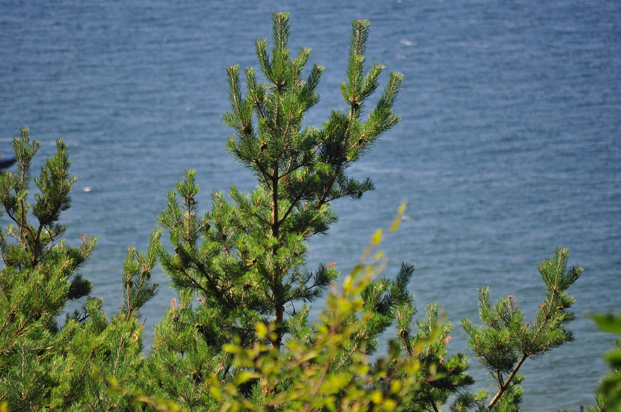 tree coniferous green free photo