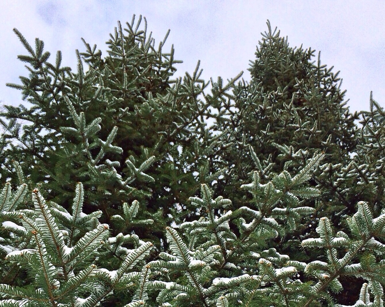 tree snow green free photo