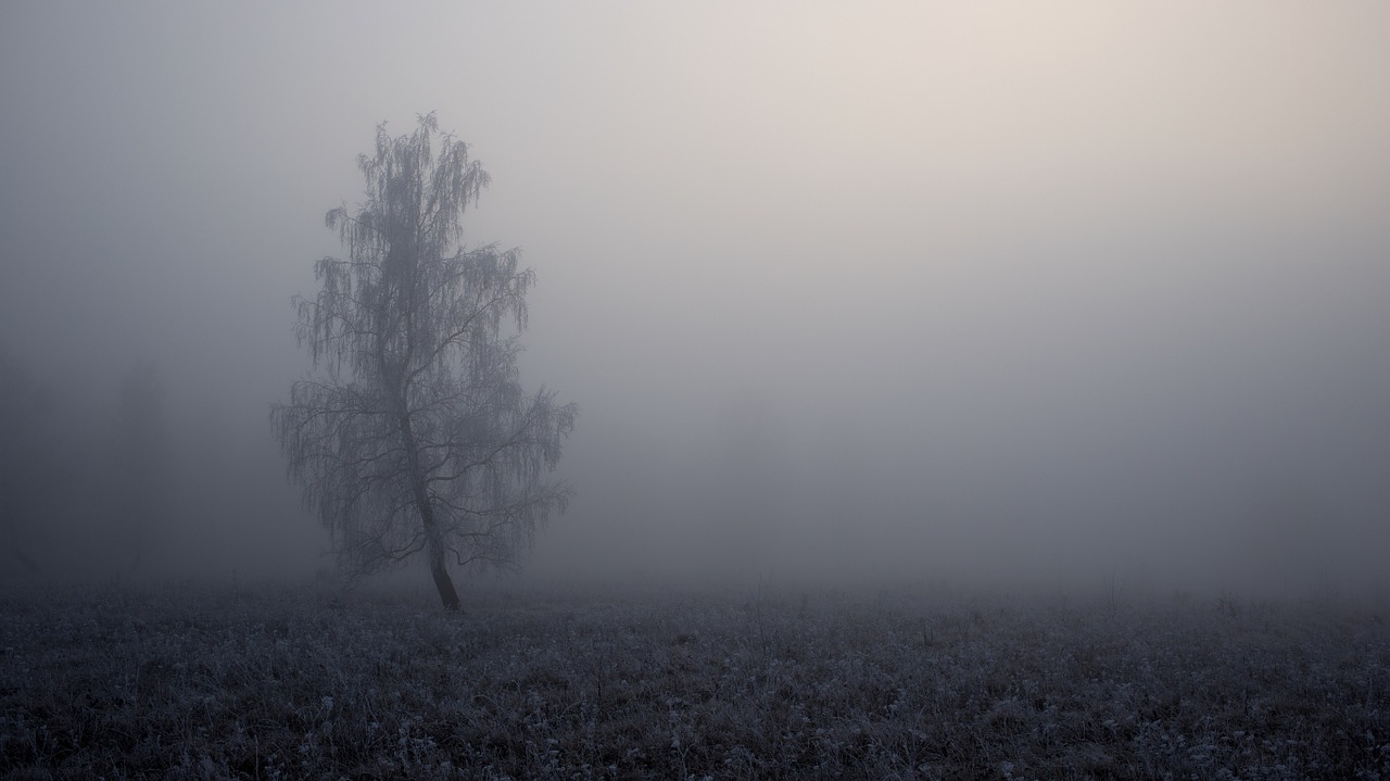 tree fog landscape free photo