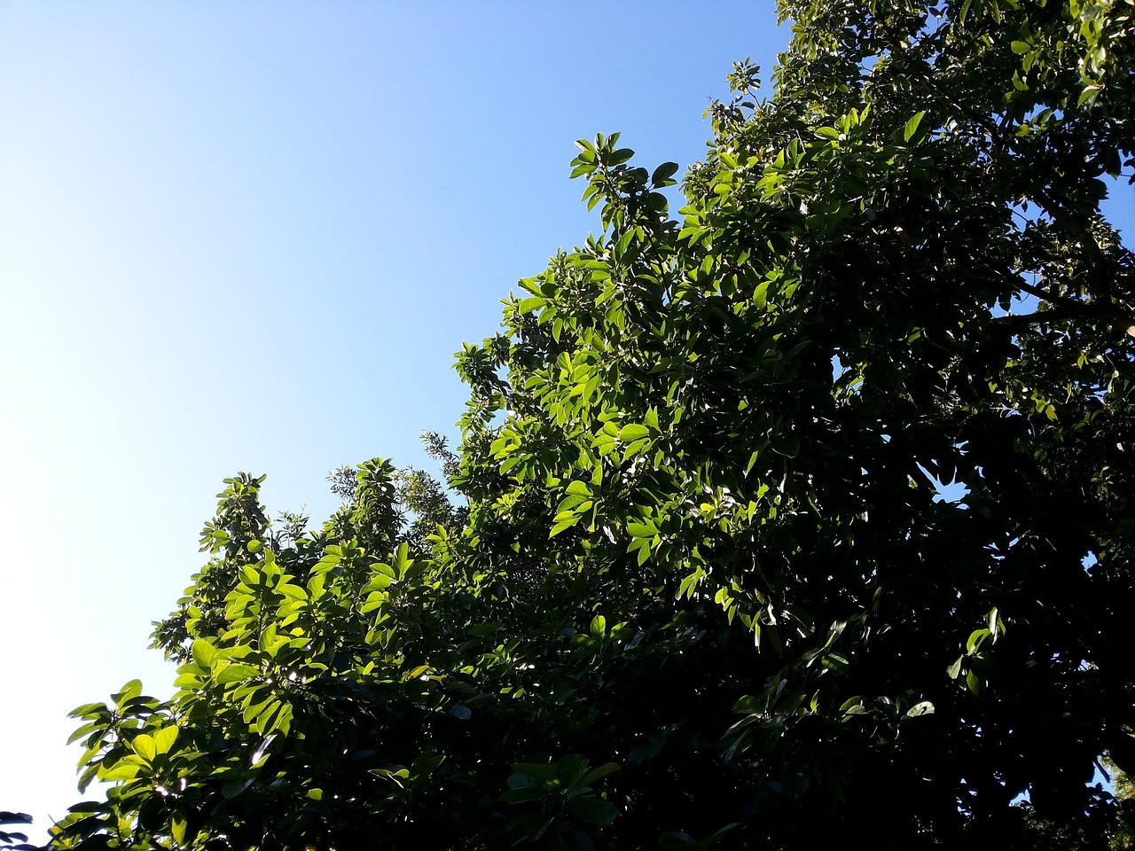 tree leaves branches free photo