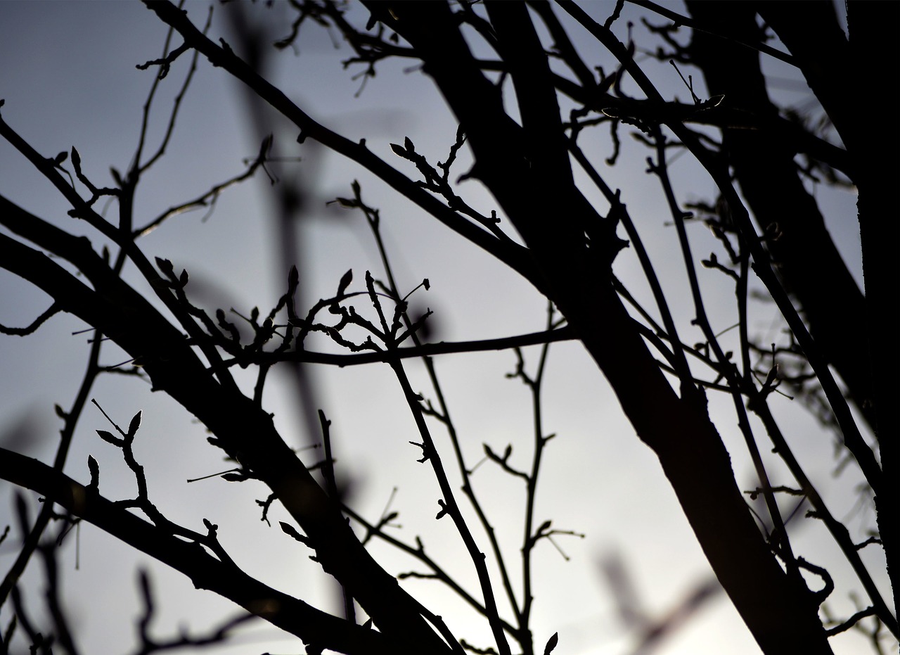 tree branches silhouette free photo