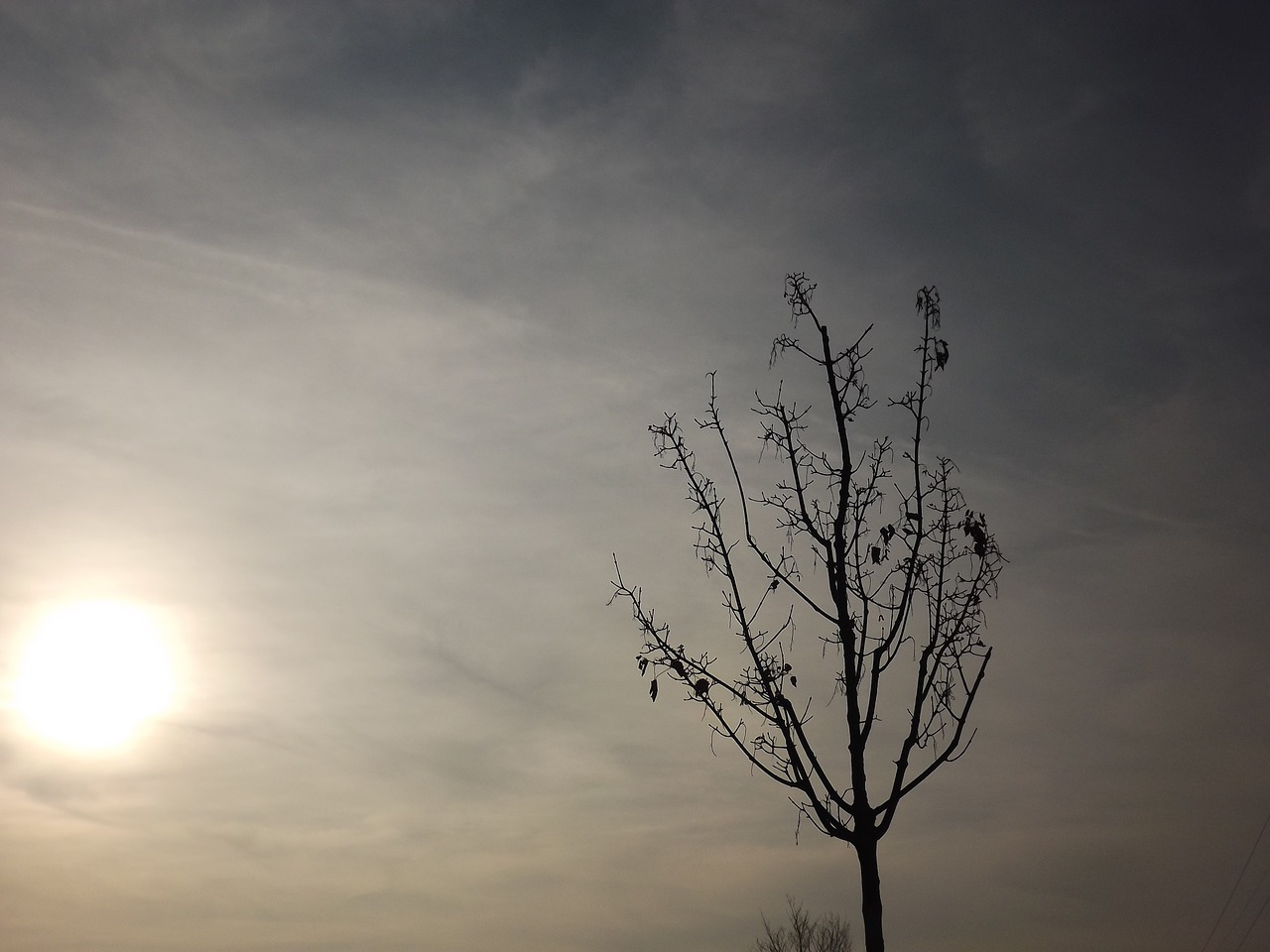 tree sky clouds free photo