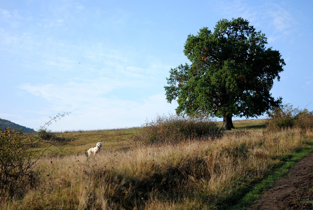 tree meadow dog free photo