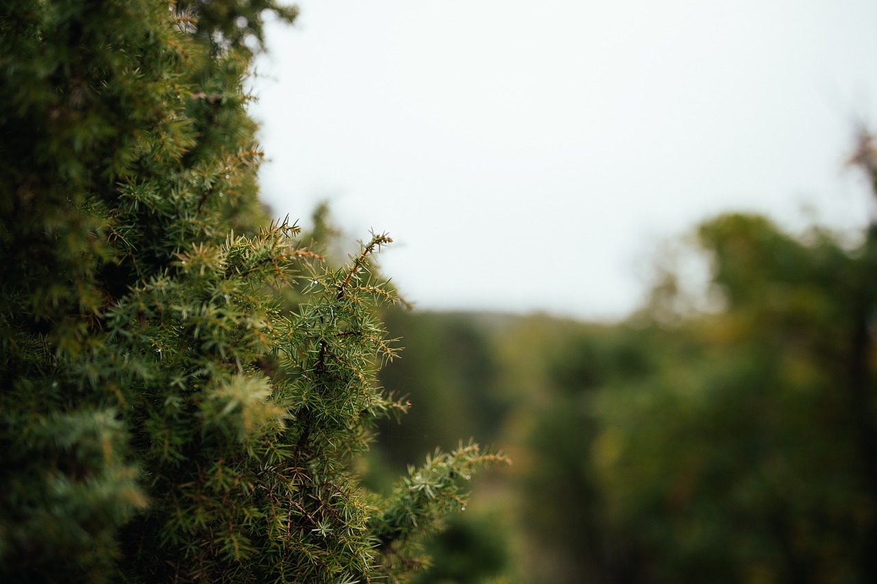 tree green nature free photo