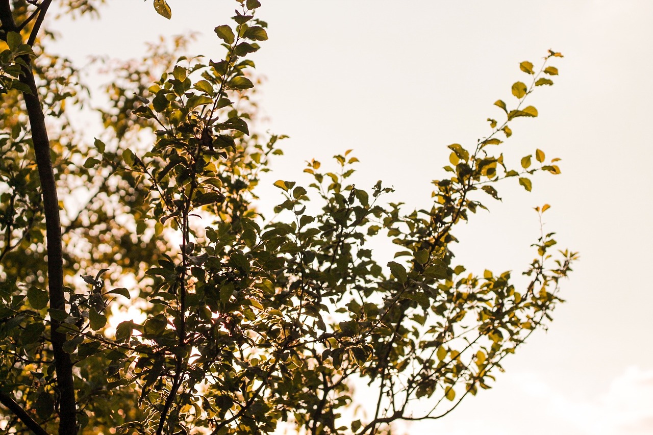 tree leaves sky free photo