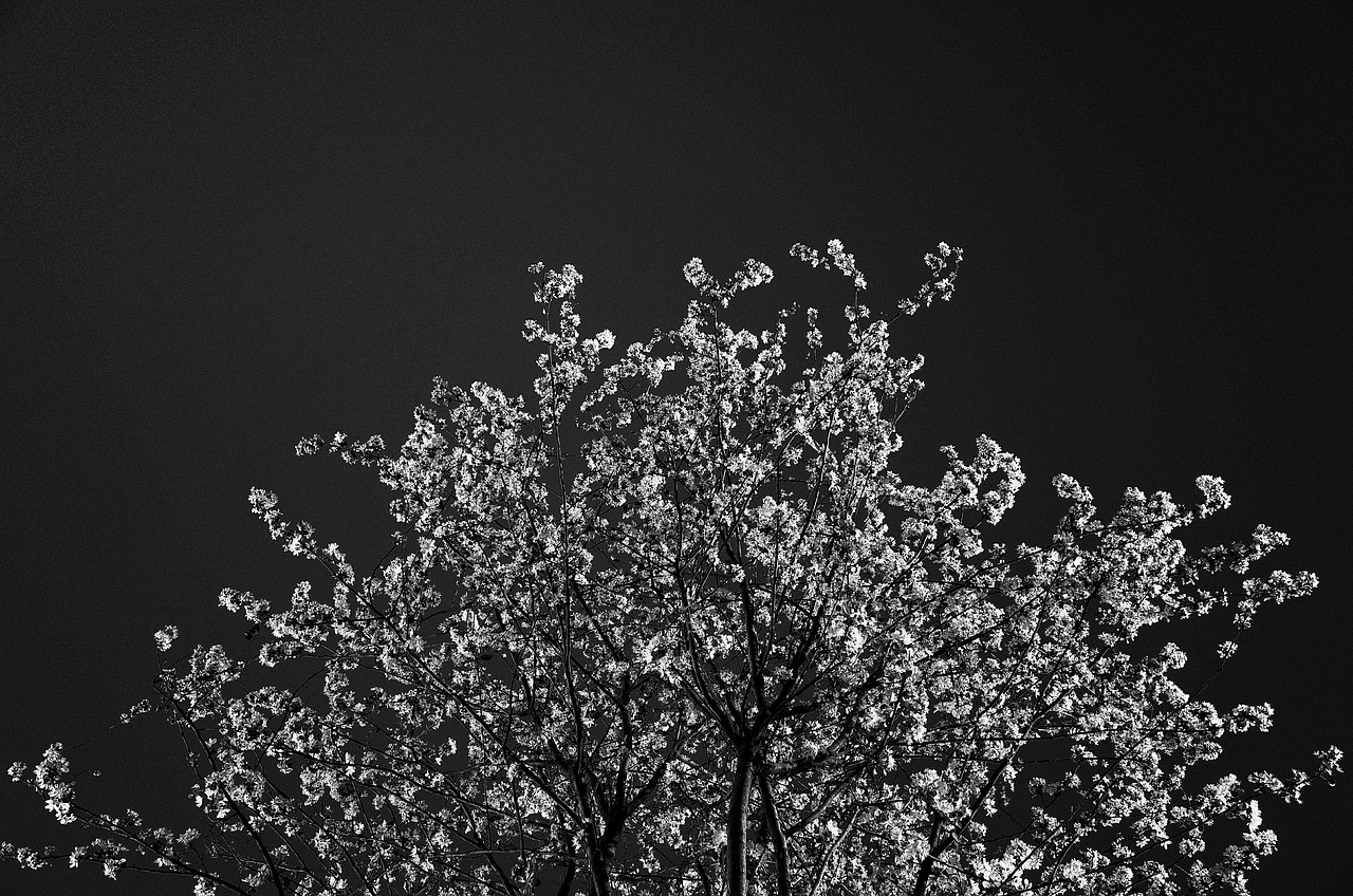 tree blossoms black and white free photo