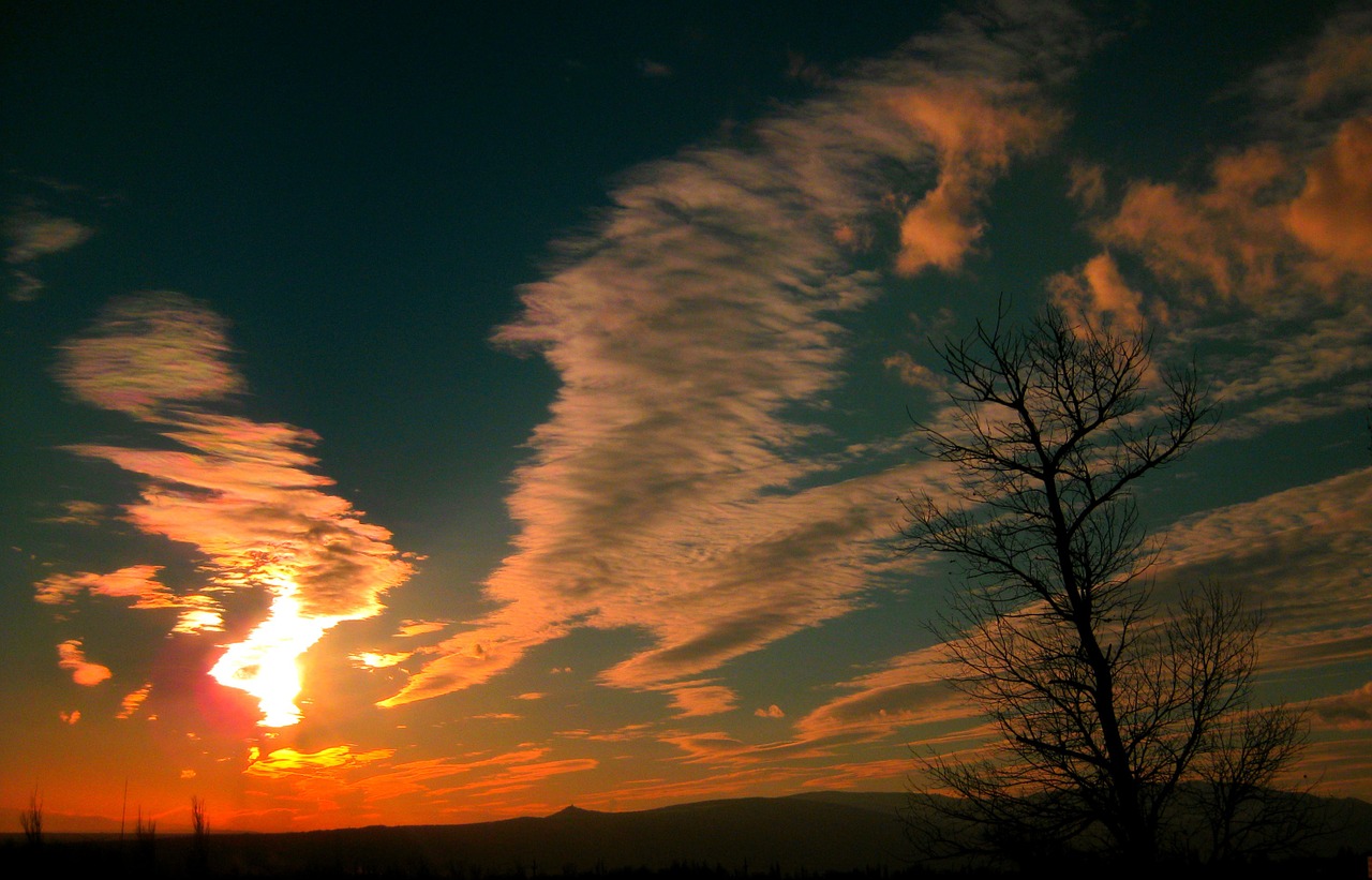 tree nature tbilisi free photo