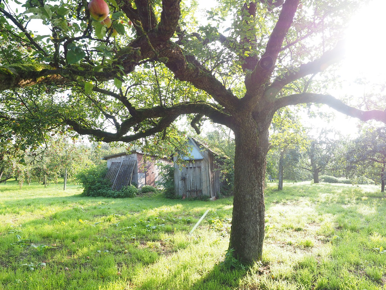 tree apple tree orchard free photo