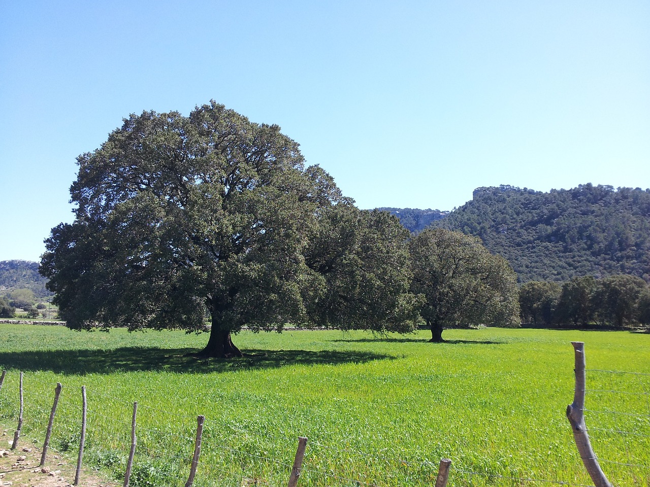 tree green nature free photo