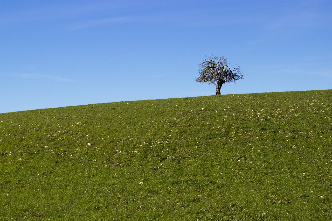 tree landscape lonely free photo