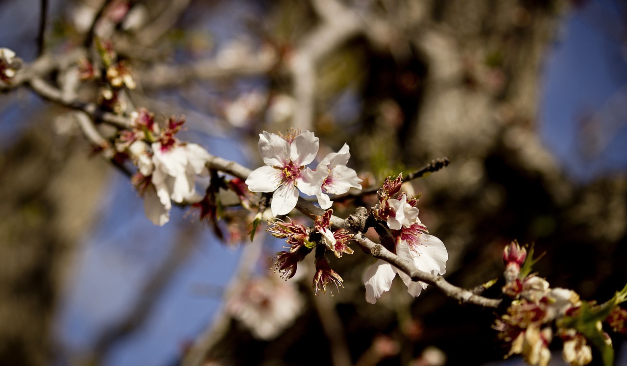 tree almond nature free photo