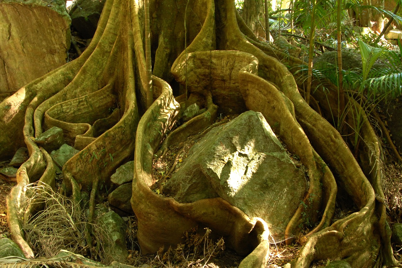 tree root jungle free photo