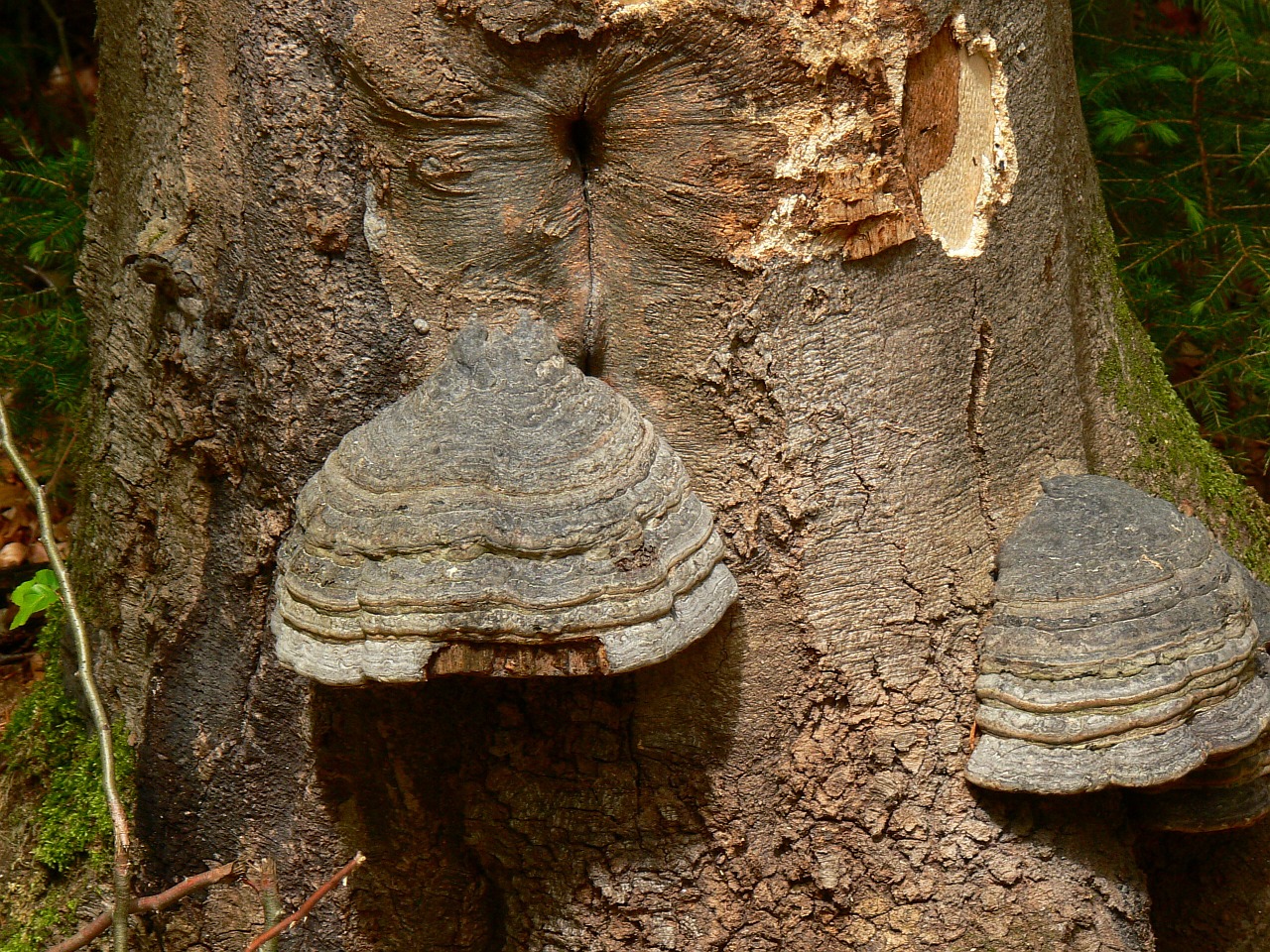 tree mushroom mushrooms on tree free photo