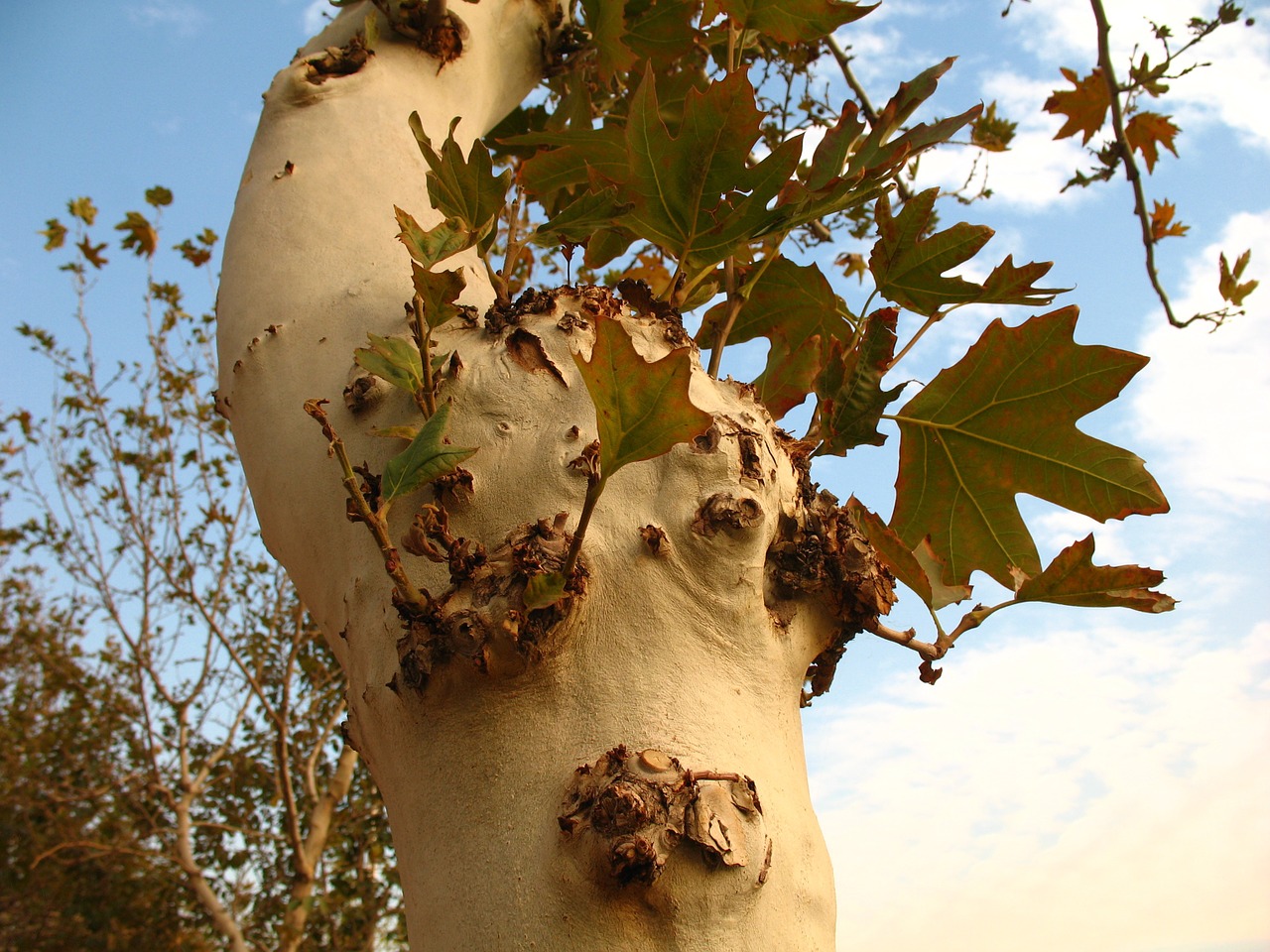 tree nature sky free photo