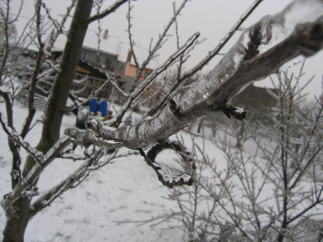tree snowy january free photo