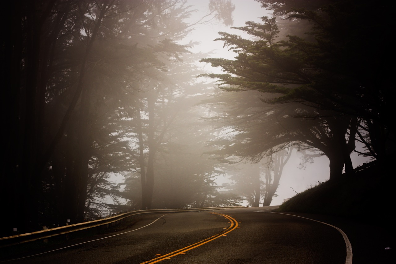 tree fog coast free photo