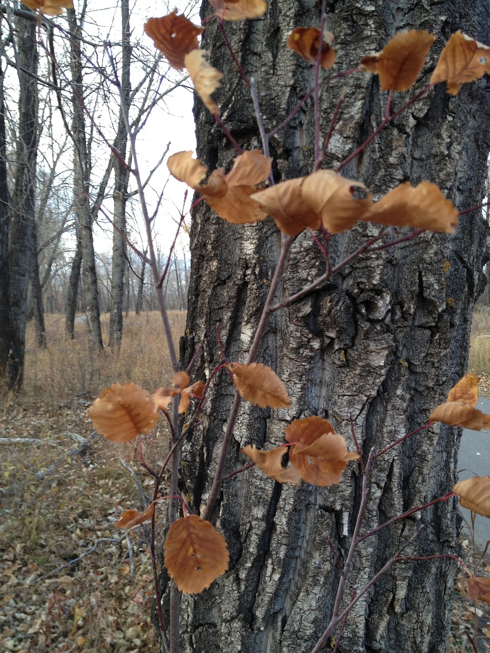 tree trunk fall free photo