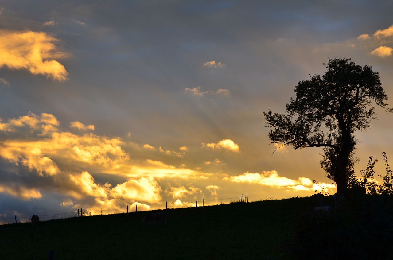 tree sunset silhouette free photo