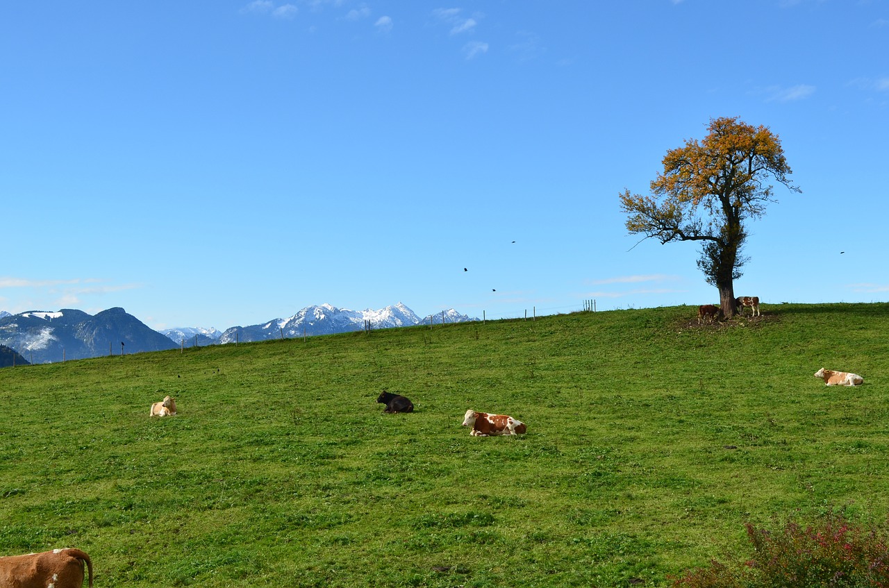 tree alpine pasture free photo