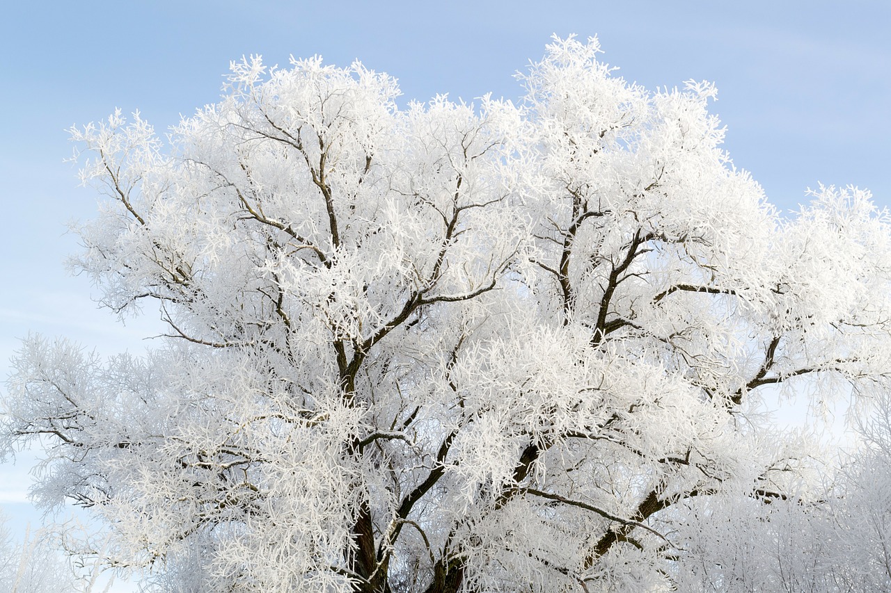 tree hoarfrost white free photo